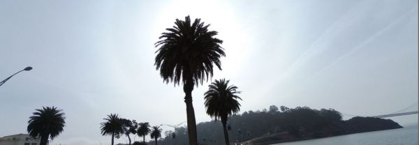 ti palms