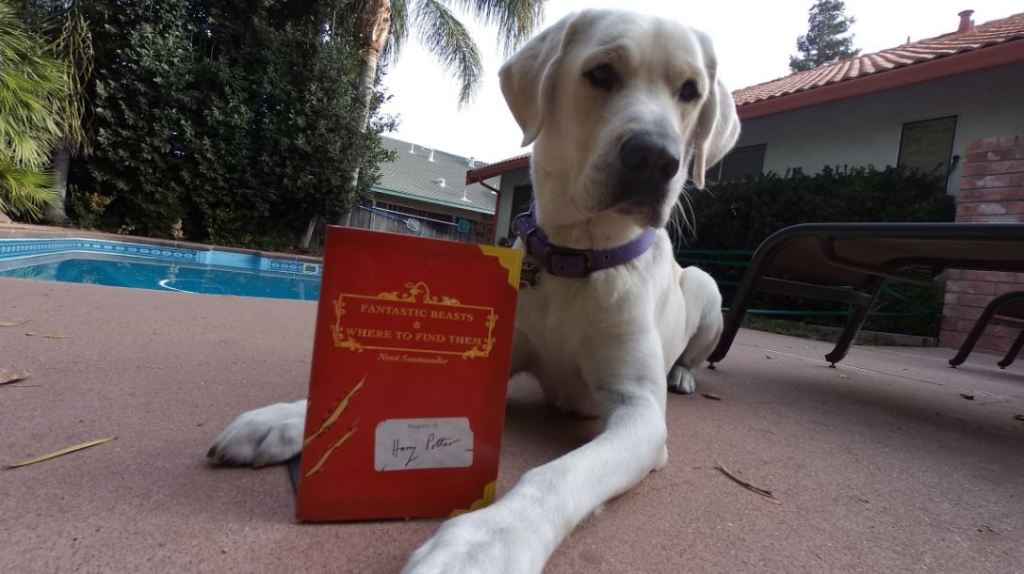 Book Review: “Fantastic Beasts & Where To Find Them” by Newt&nbsp;Scamander