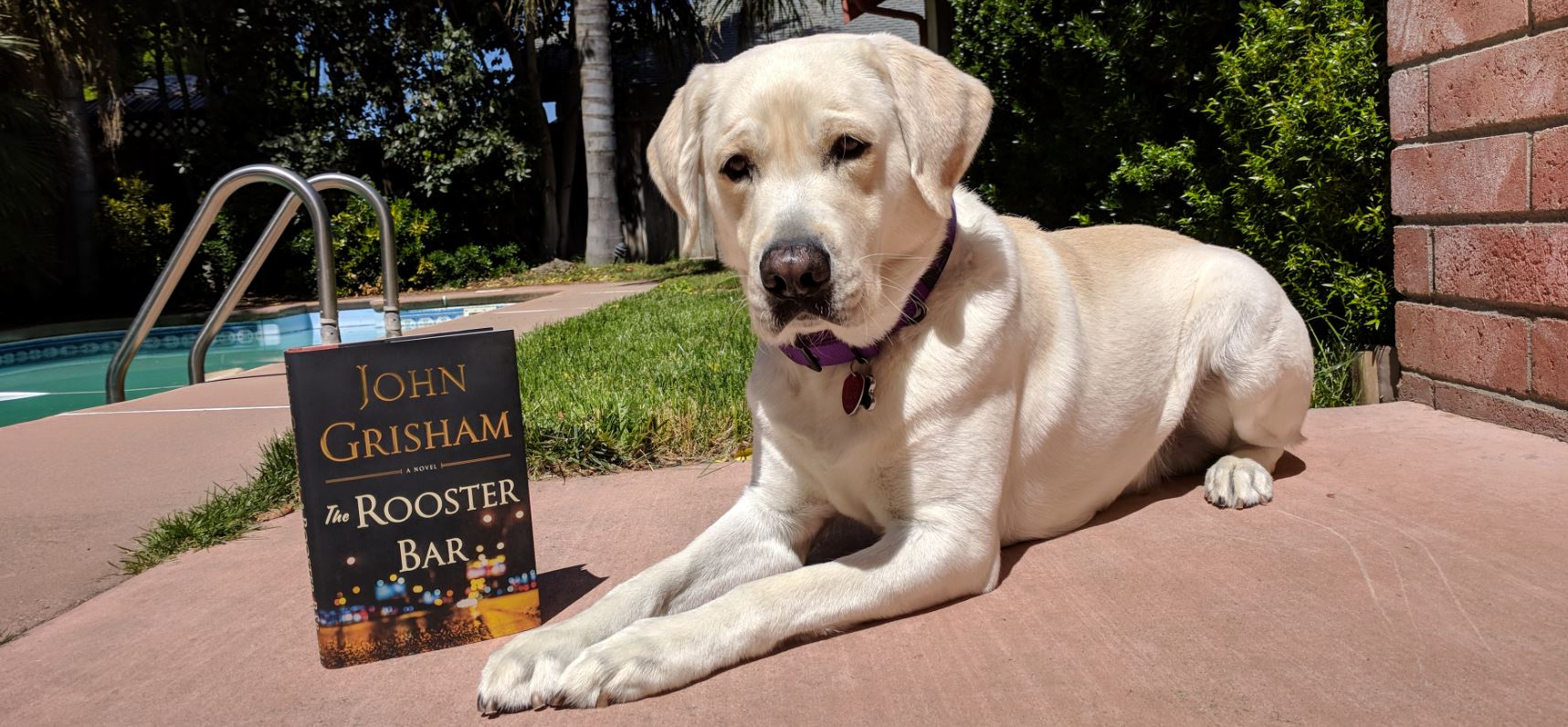 Blaze and the rooster bar